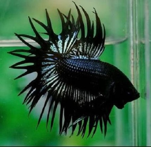Betta splendens   Black crowntail XL